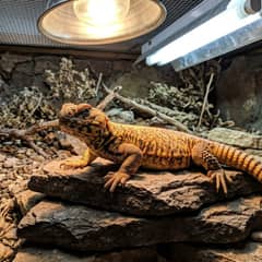Uromastyx undergoing a vet exam to check for signs of illness