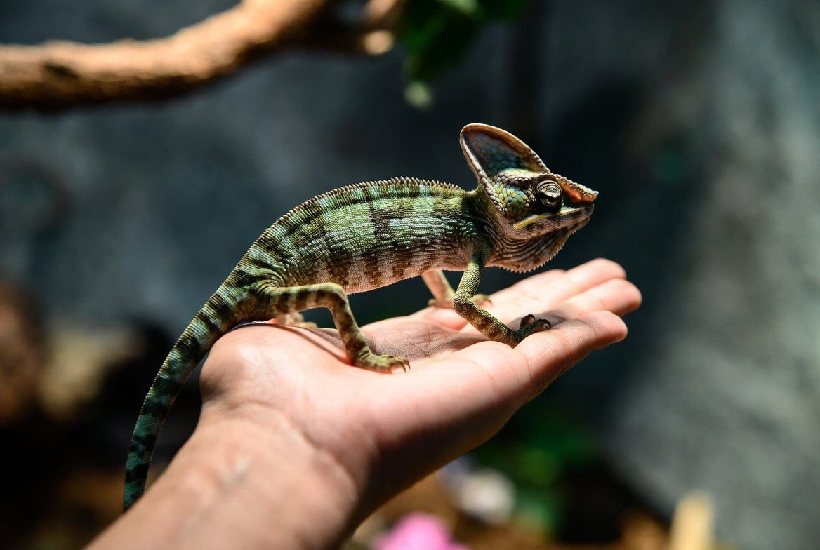 Veiled chameleon calmly climbing onto an open, upturned palm