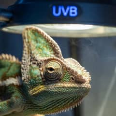 Veiled chameleon at an exotic vet exam being checked for early signs of illness