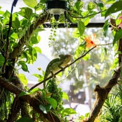 Veiled chameleon enclosure with live plants, dripper system, and linear UVB fixture