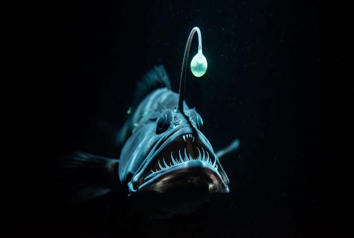 A  female deep sea anglerfish in darkness, lit only by the glowing bioluminescent lure suspended above her jaw