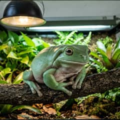 White's tree frog perched on a branch inside a fully equipped arboreal terrarium