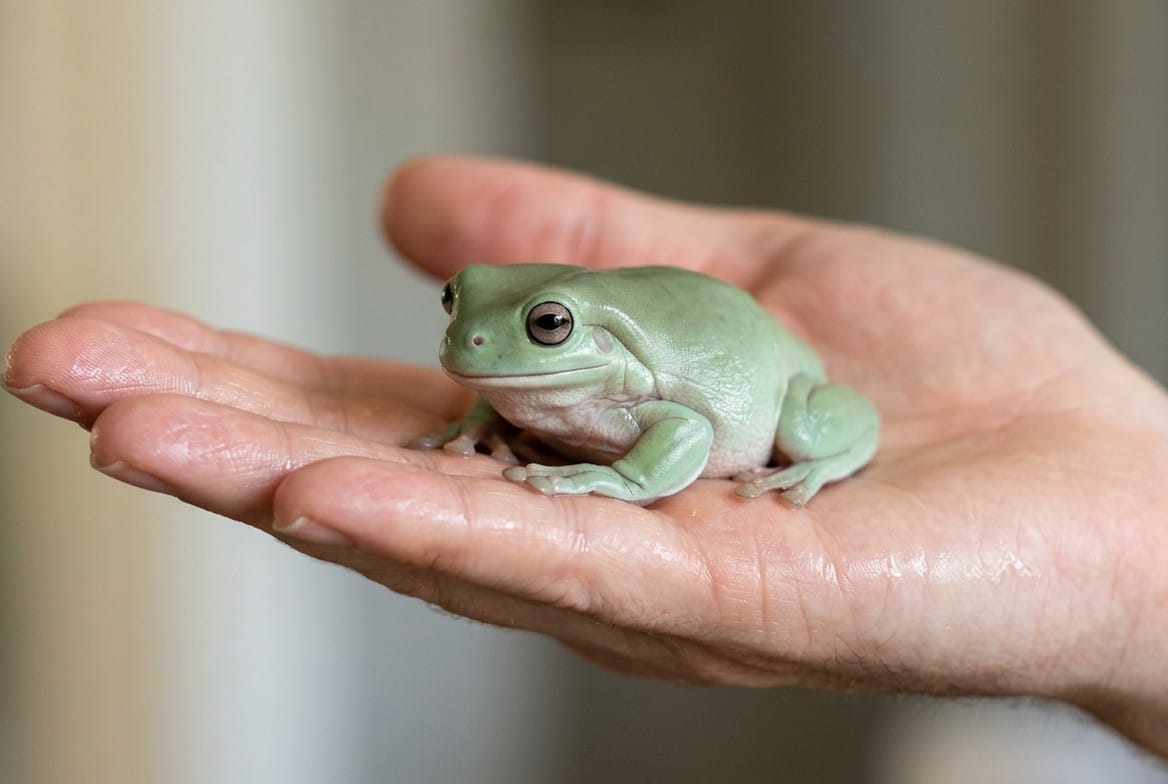 Person gently holding a White's tree frog with clean, water-rinsed hands