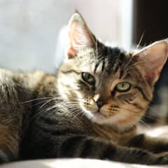 "A relaxed tabby cat with striking green eyes lounges in warm sunlight on a soft surface. Its detailed striped fur and content expression are beautifully highlighted in soft natural lighting."