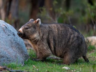 A bare-nosed wombat standing on grass in daylight, showing its stocky body, short legs and broad bare nose