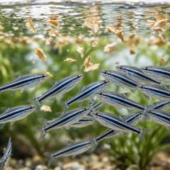 A school of zebra danios feeding near the surface of a planted aquarium