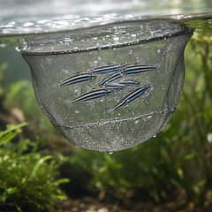 A fast-moving school of zebra danios swimming together in an aquarium